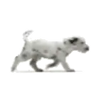 สติกเกอร์