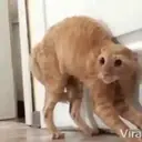 Կպչուն պիտակ