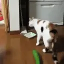 Կպչուն պիտակ