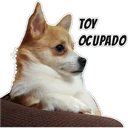 స్టికర్