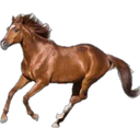 ස්ටිකර්