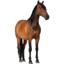 ස්ටිකර්