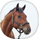 ස්ටිකර්