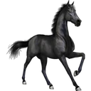 ස්ටිකර්