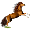 ස්ටිකර්