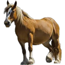 ස්ටිකර්