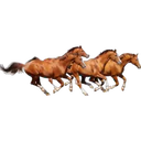 ස්ටිකර්