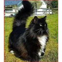 สติกเกอร์