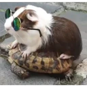 స్టికర్