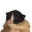 స్టికర్