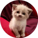 ස්ටිකර්