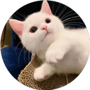 ස්ටිකර්