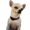 ஸ்டிக்கர்