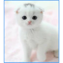 ස්ටිකර්