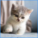 ස්ටිකර්