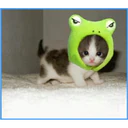 ස්ටිකර්