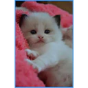 ස්ටිකර්