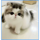 ස්ටිකර්