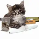 ស្ទីកเกอร์