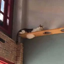 สติกเกอร์