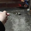 สติกเกอร์