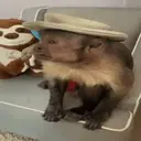 స్టికర్