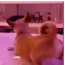 ஸ்டிக்கர்