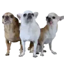 ஸ்டிக்கர்