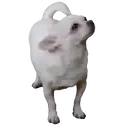 ஸ்டிக்கர்