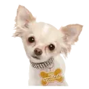 ஸ்டிக்கர்