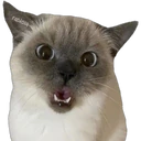 స్టికర్