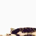 Կպչուն պիտակ