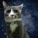 Կպչուն պիտակ